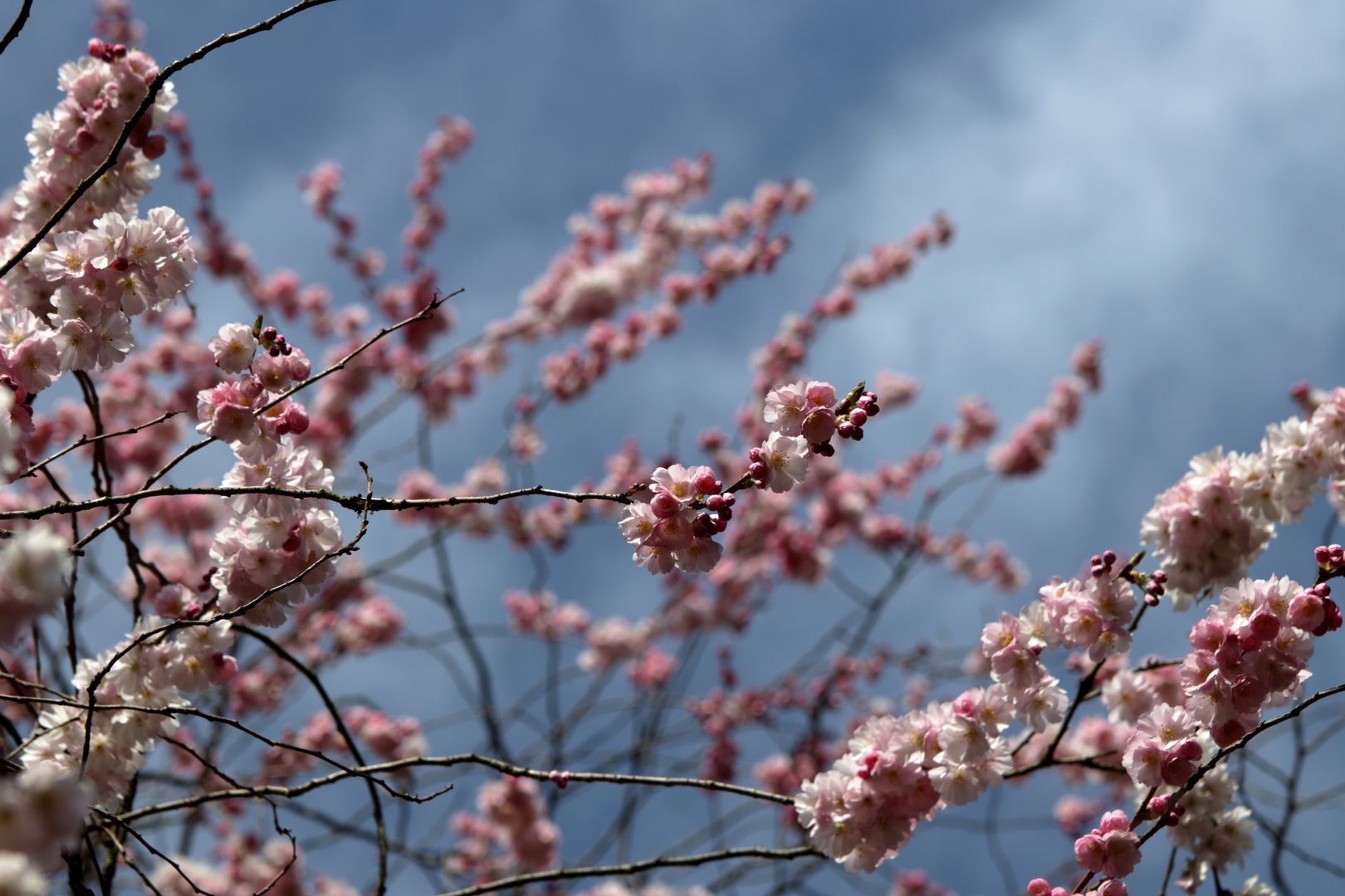 Kirschblüten