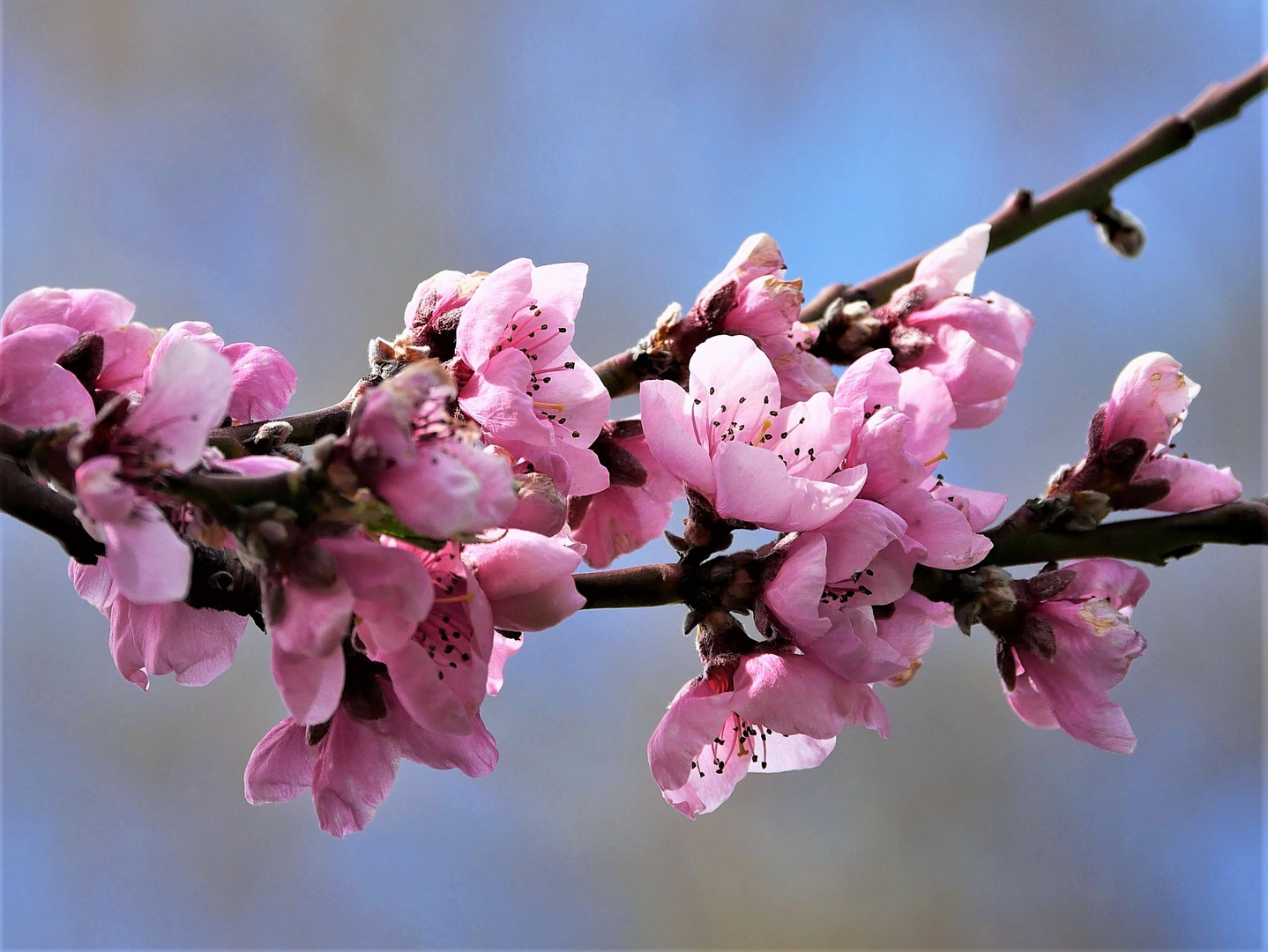 Kirschblüten