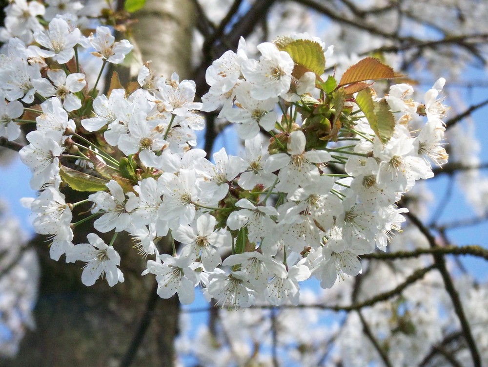 Kirschblüten