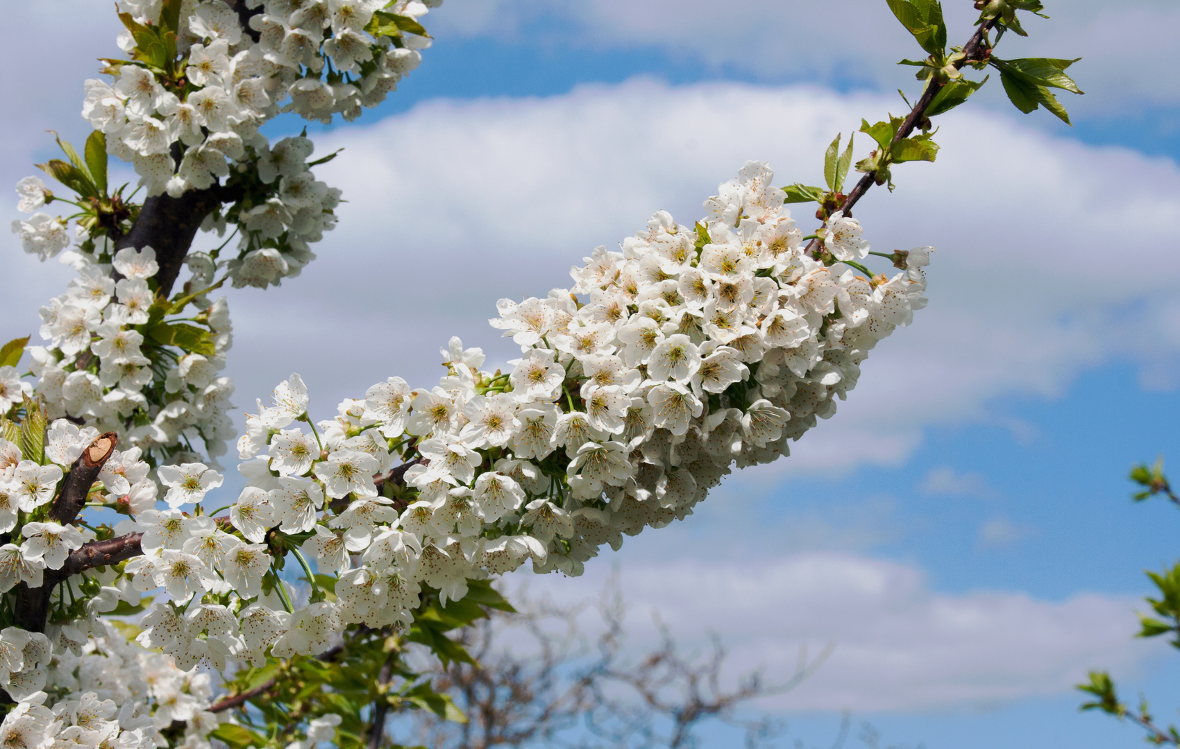 Kirschblüten