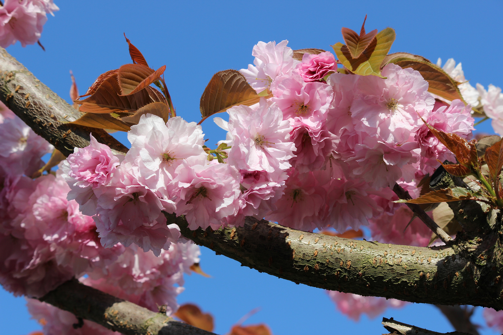 Kirschblüten