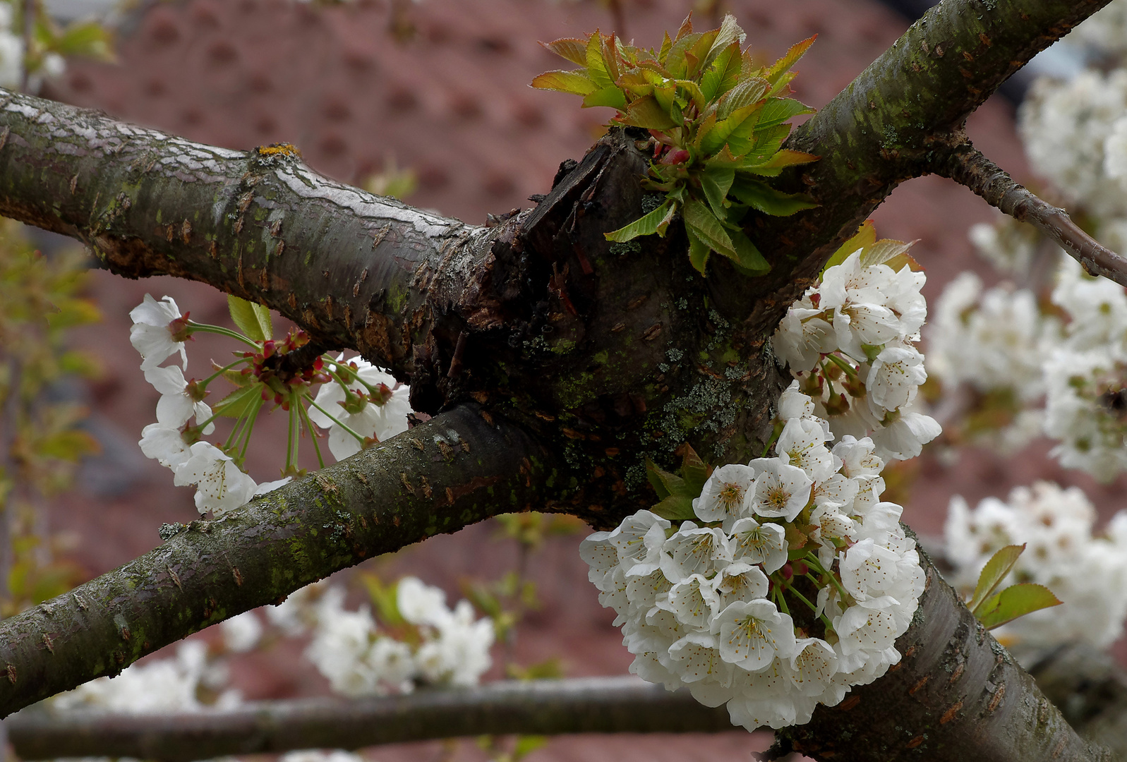 Kirschblüten