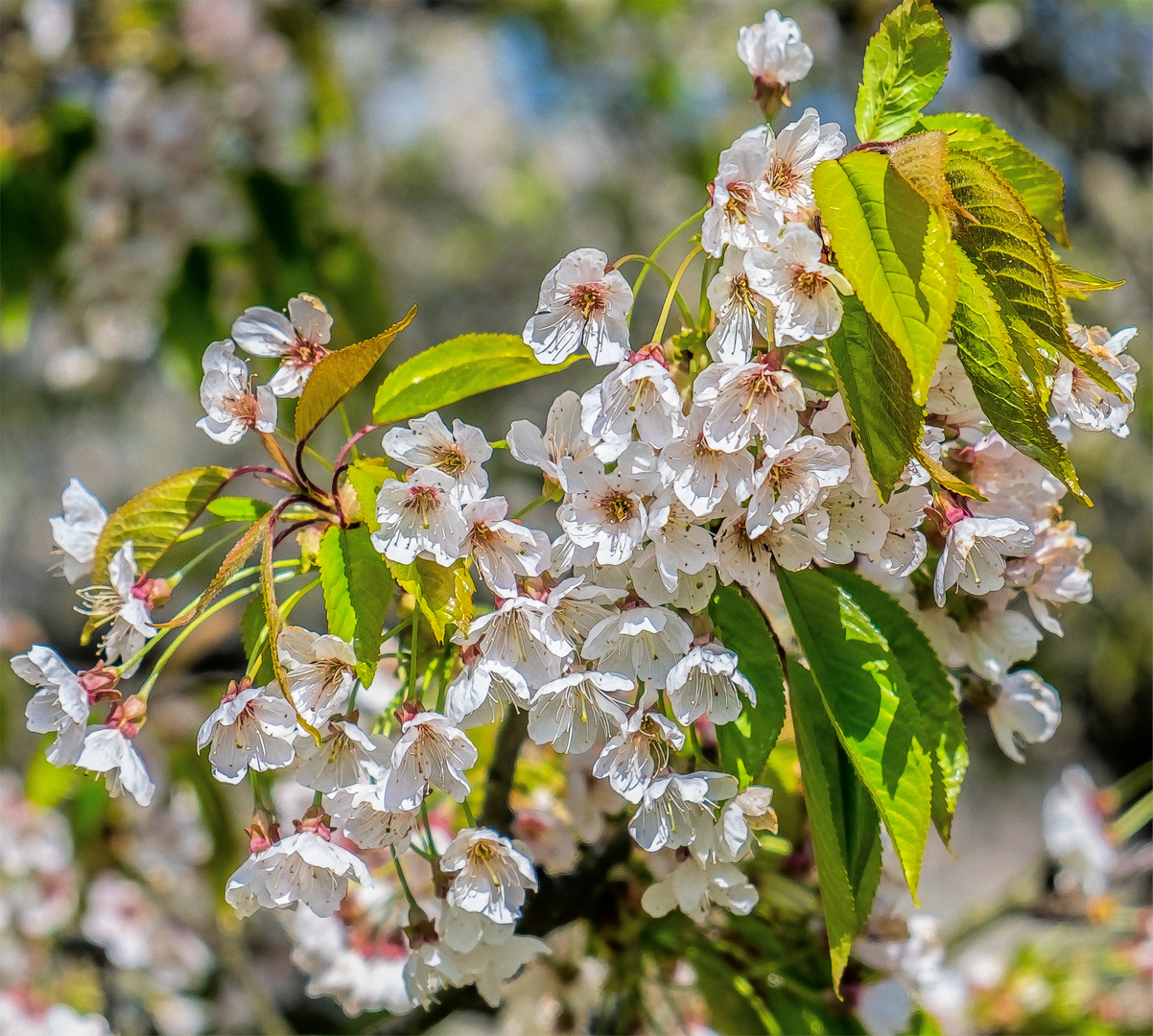 Kirschblüten