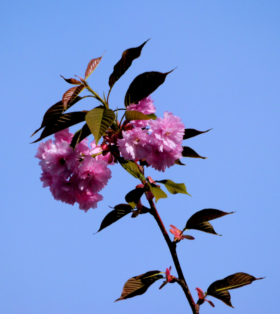 KIrschblüten