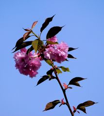 KIrschblüten