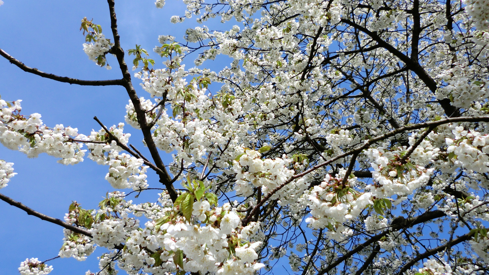 KIRSCHBLÜTEN