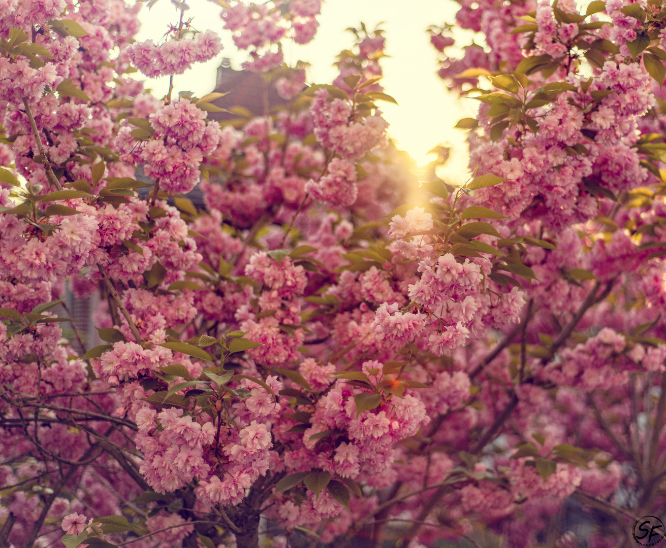 Kirschblüten 