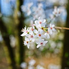 Kirschblüten