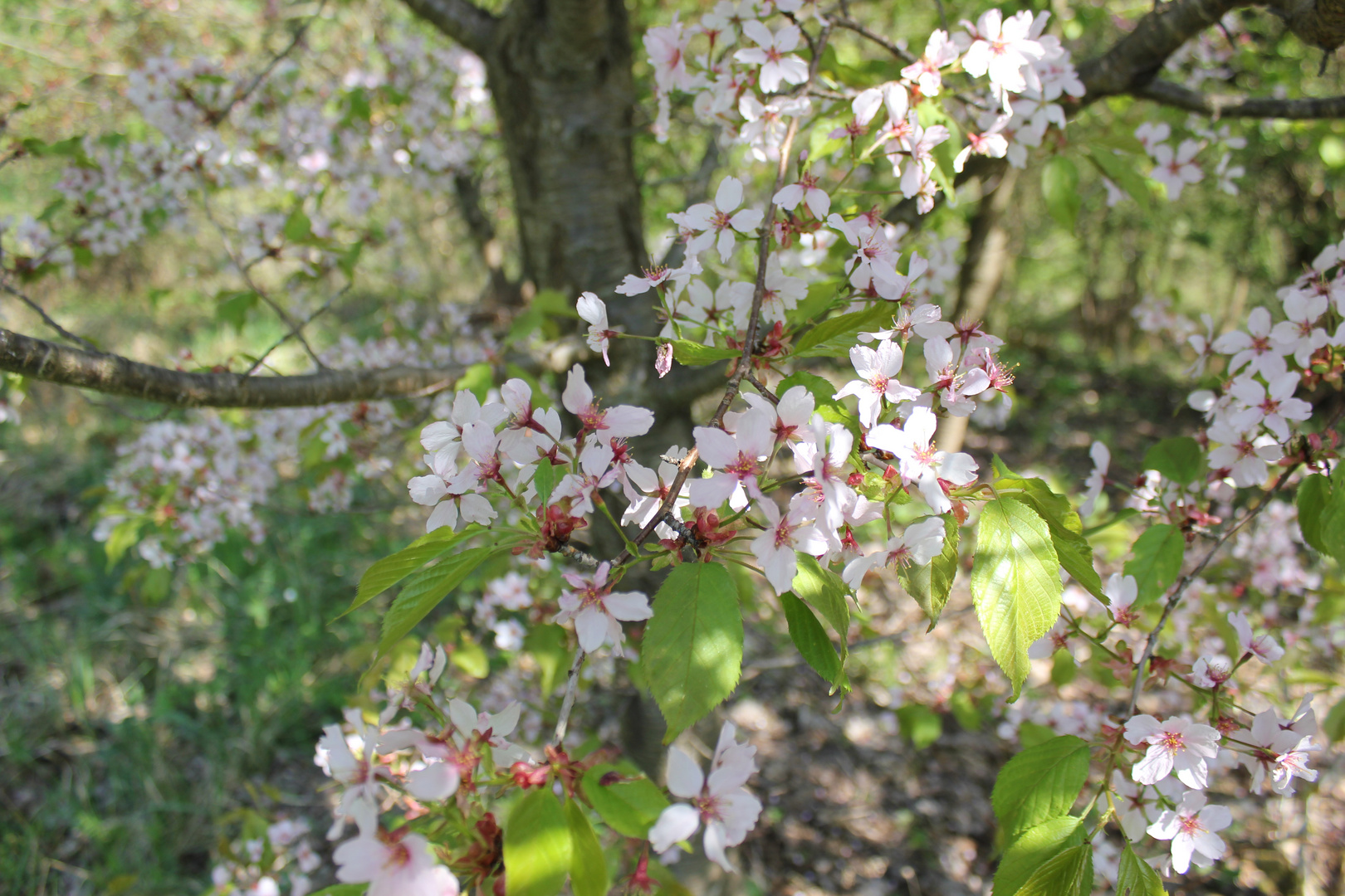 Kirschblüten