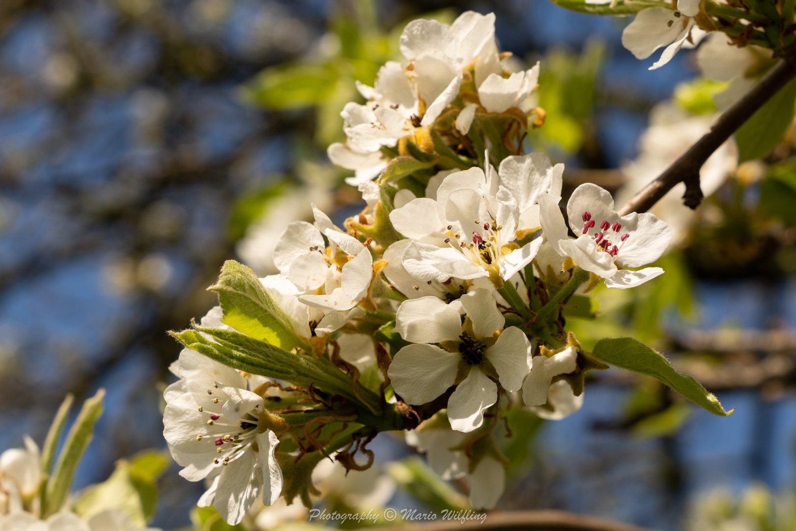 Kirschblüten