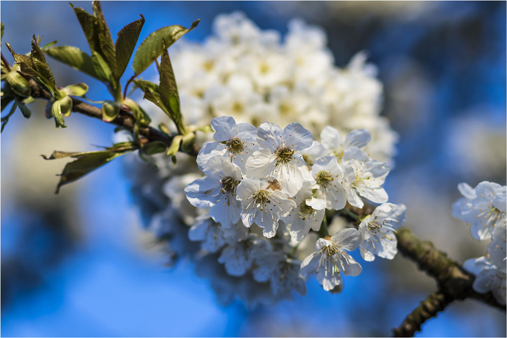 Kirschblüten