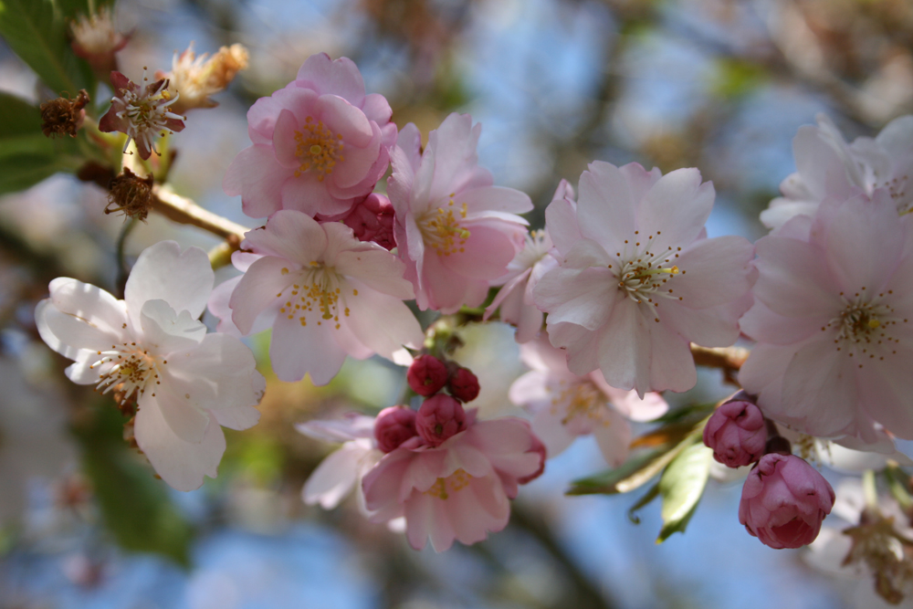 Kirschblüten