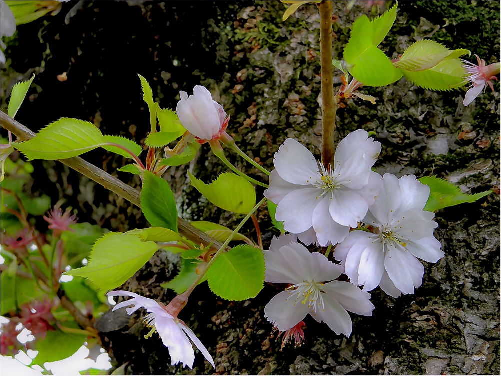 Kirschblüten