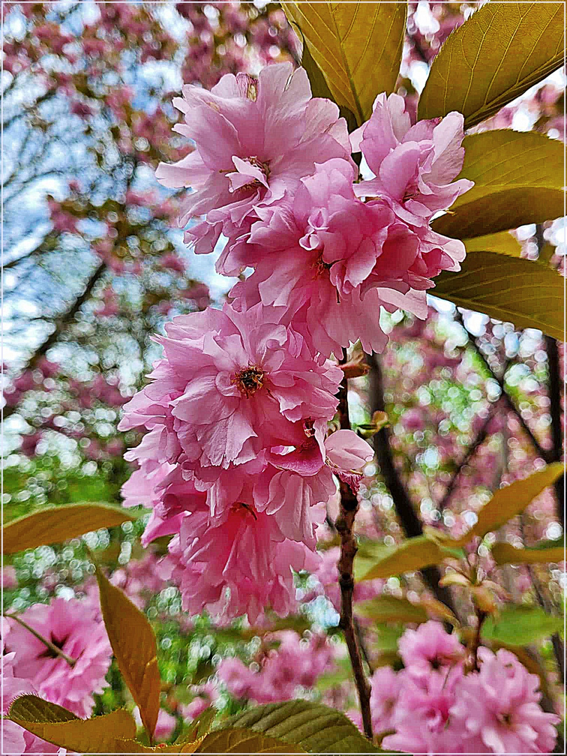 Kirschblüten