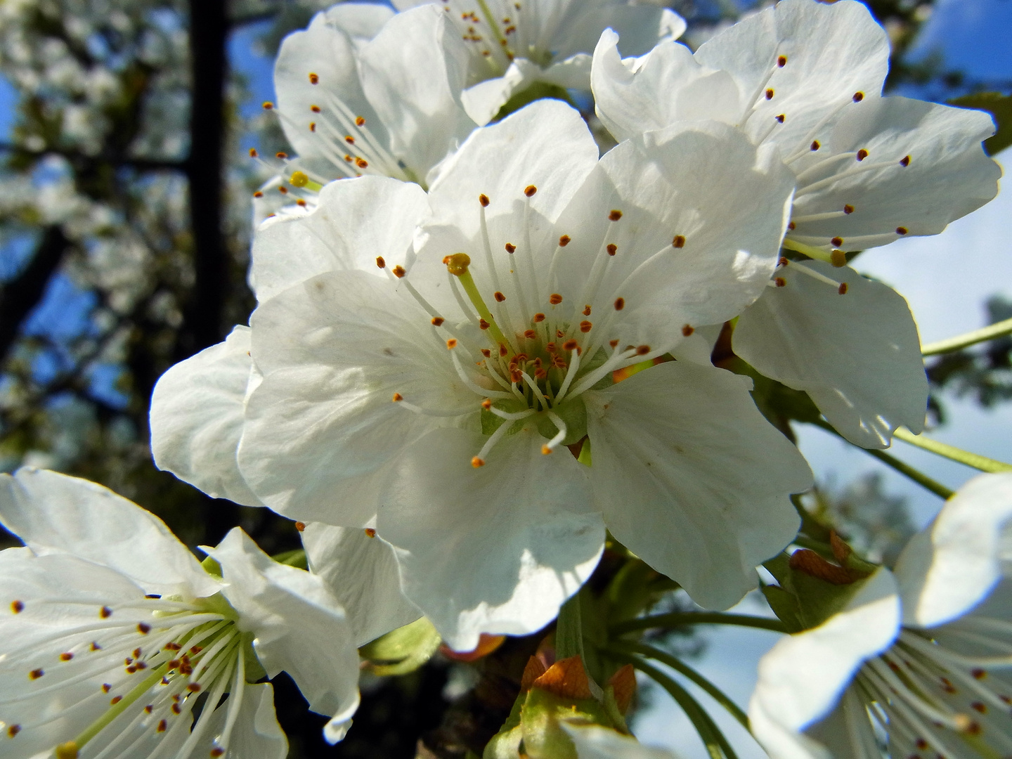 Kirschblüten