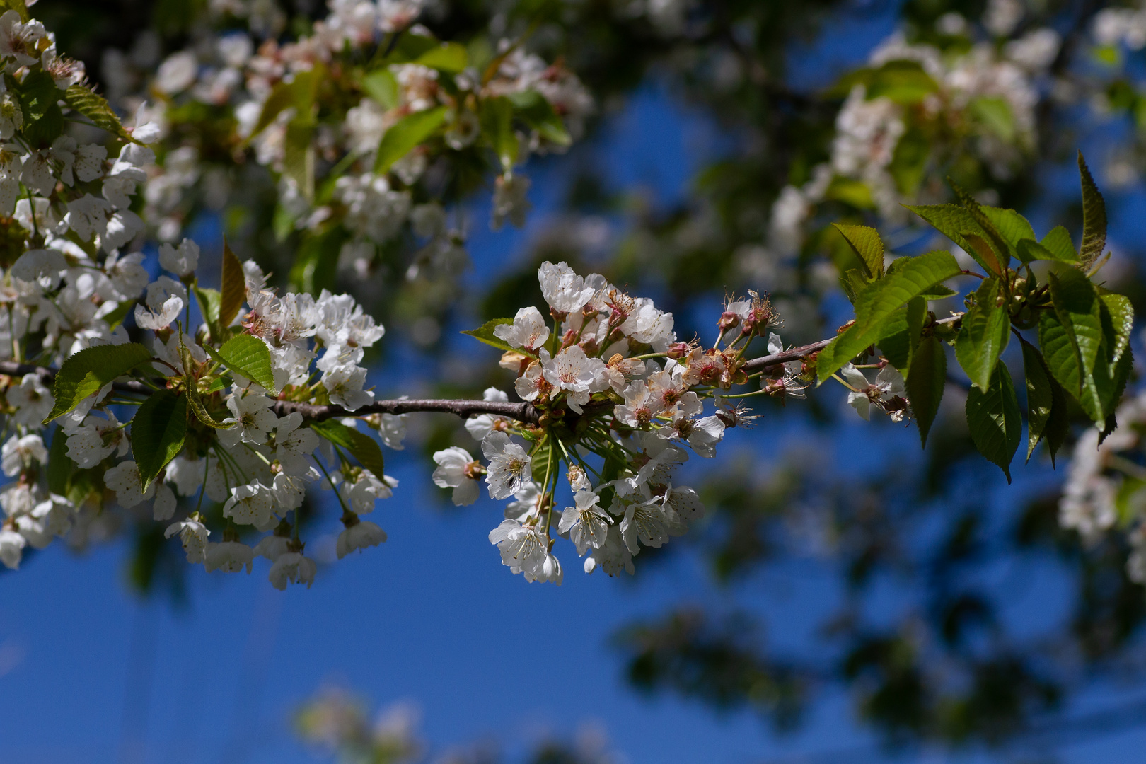 Kirschblüten