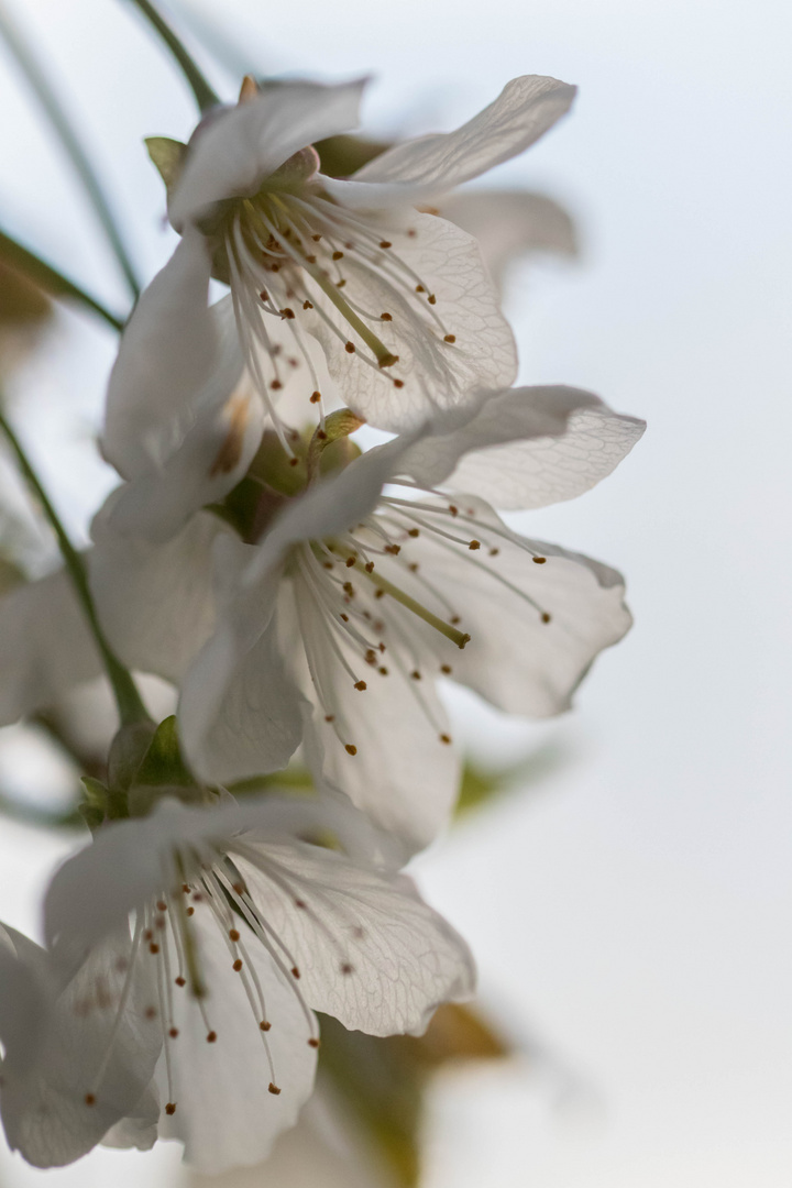 Kirschblüten