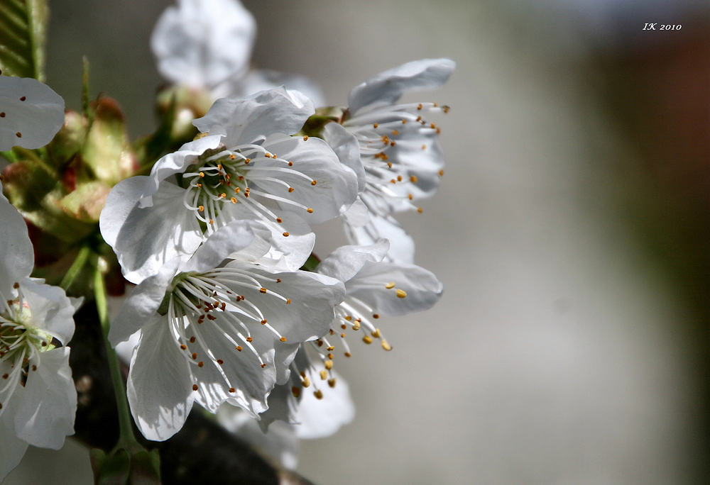 Kirschblüten