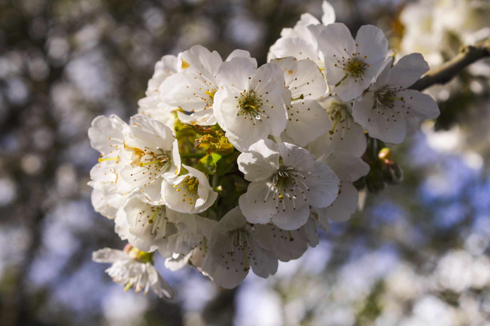 Kirschblüten