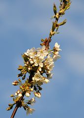 Kirschblüten