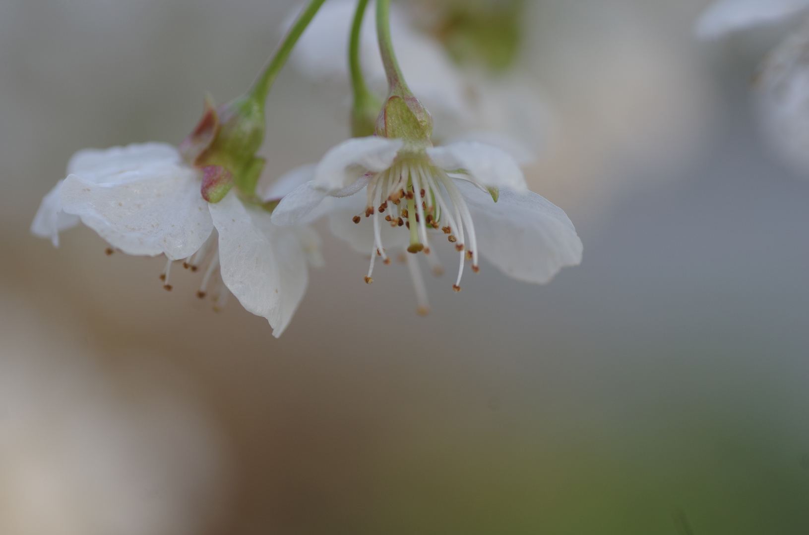 Kirschblüten