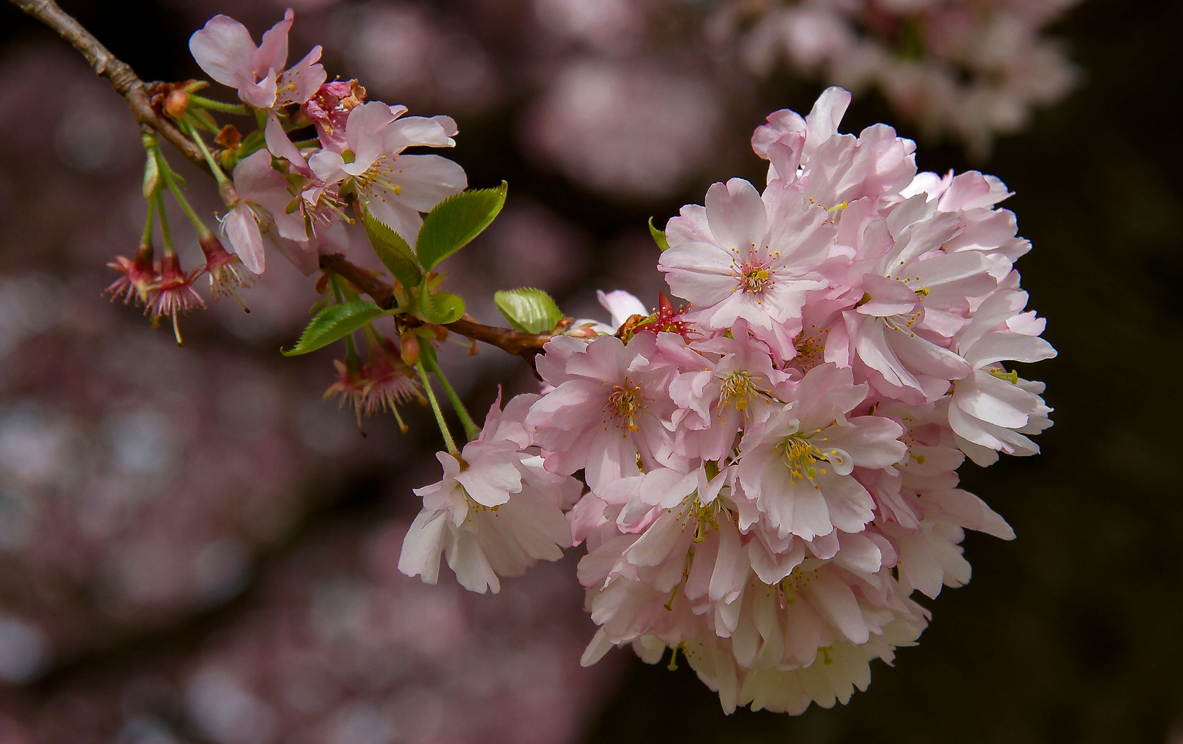 KIRSCHBLÜTEN