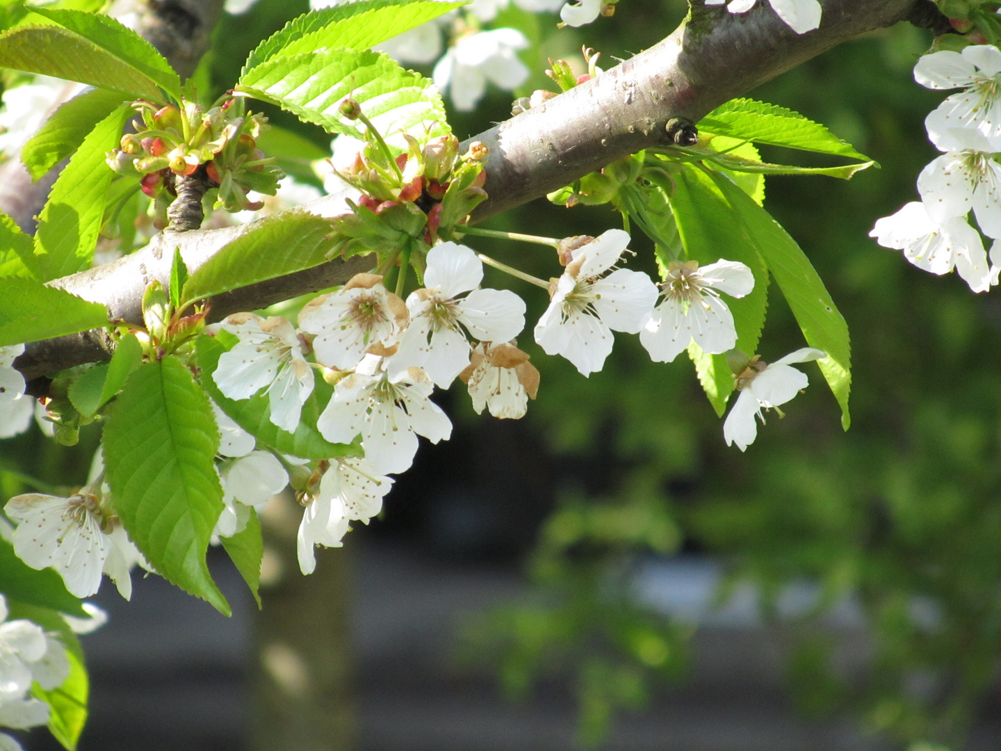 Kirschblüten