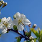 Kirschblüten