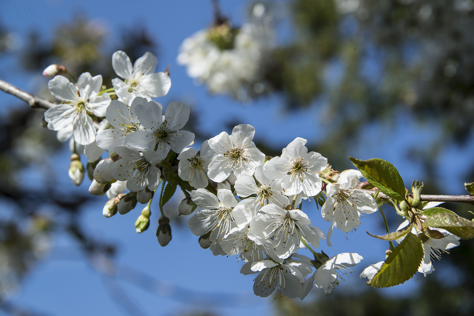 Kirschblüten