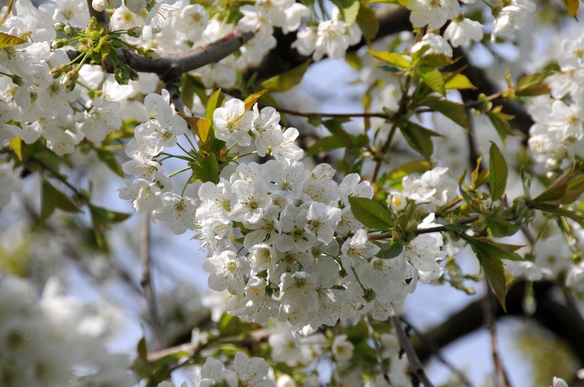 Kirschblüten