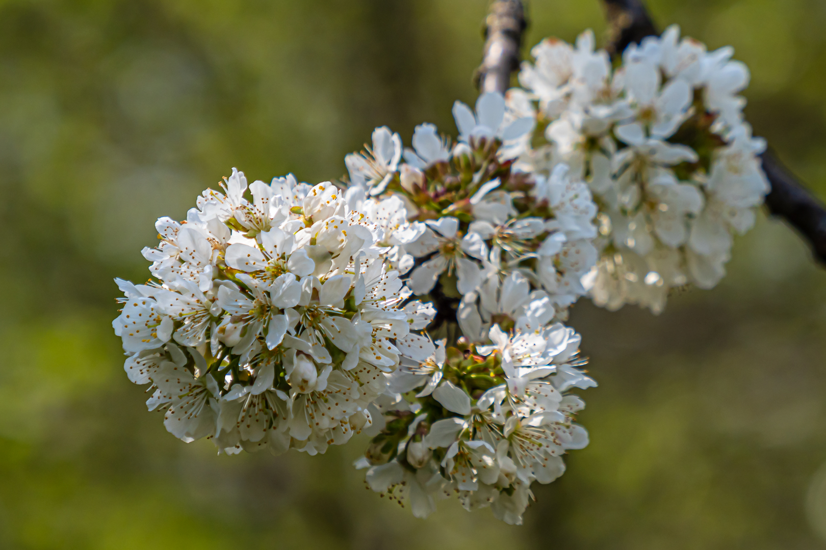 Kirschblüten