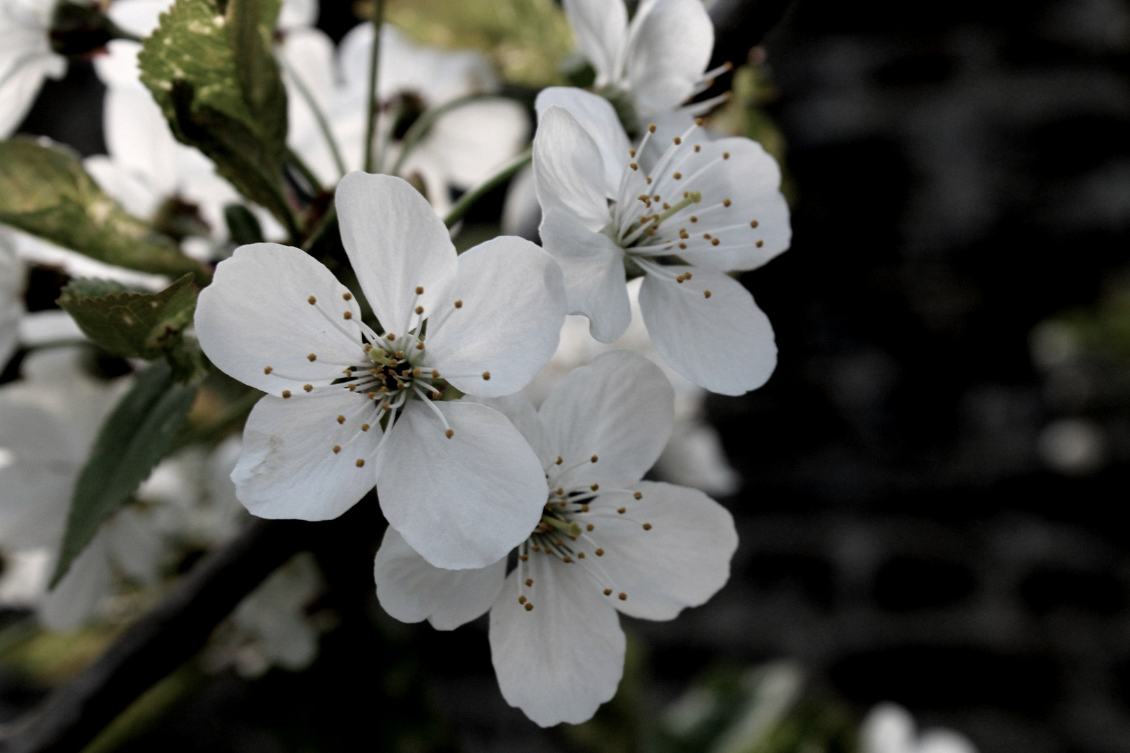 Kirschblüten