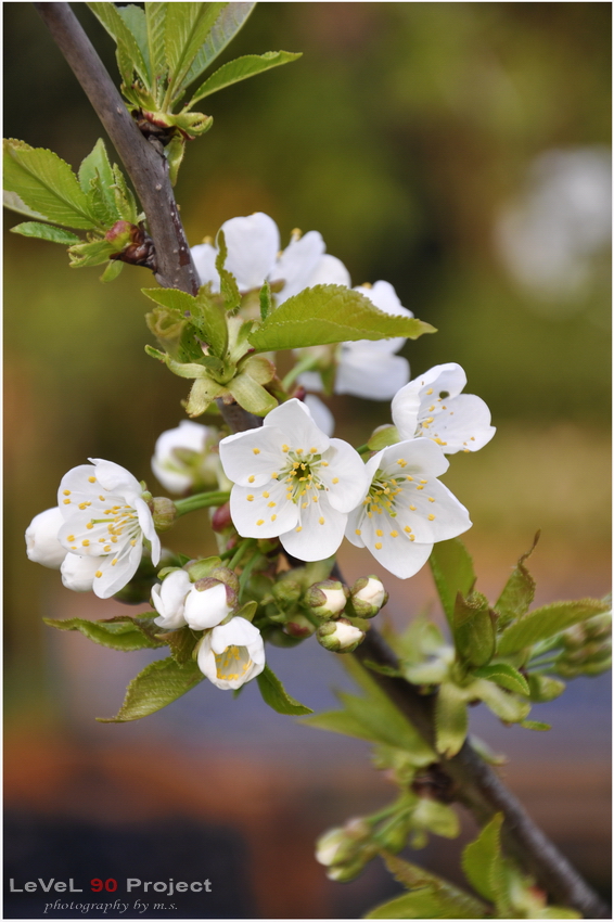 Kirschblüten