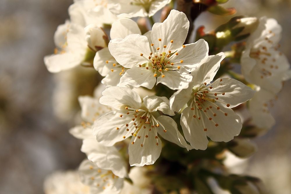 Kirschblüten von Janin Loch 