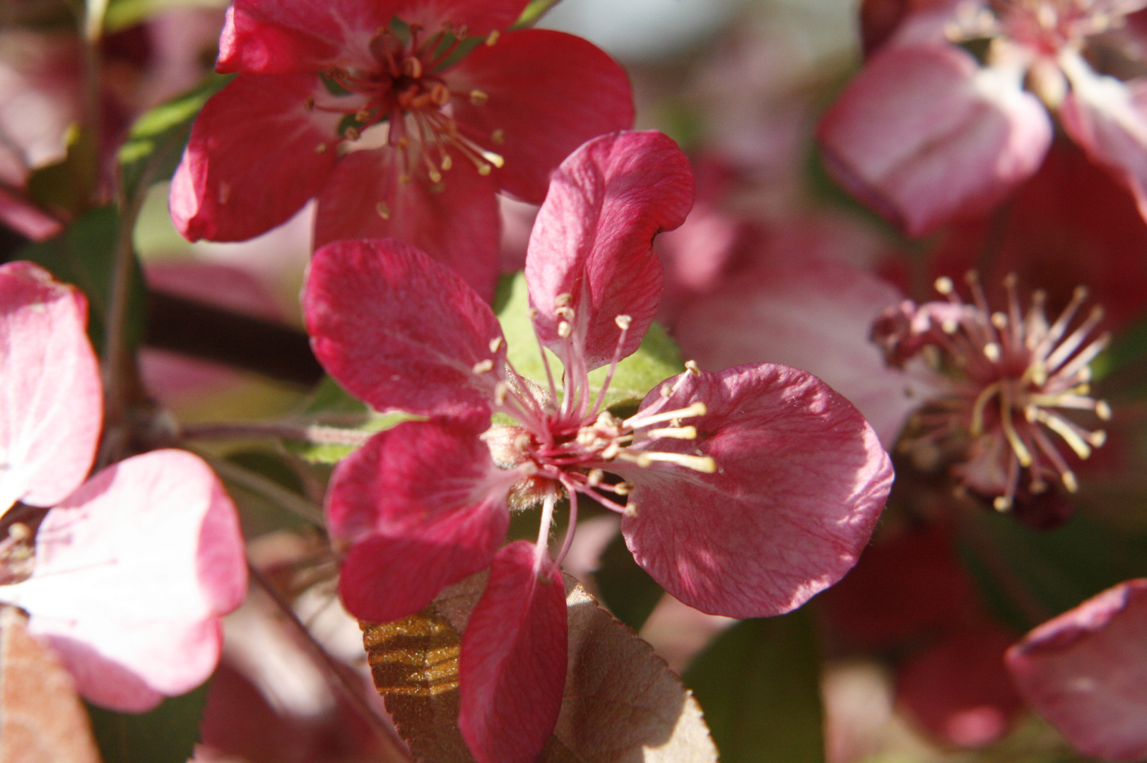 Kirschblüten