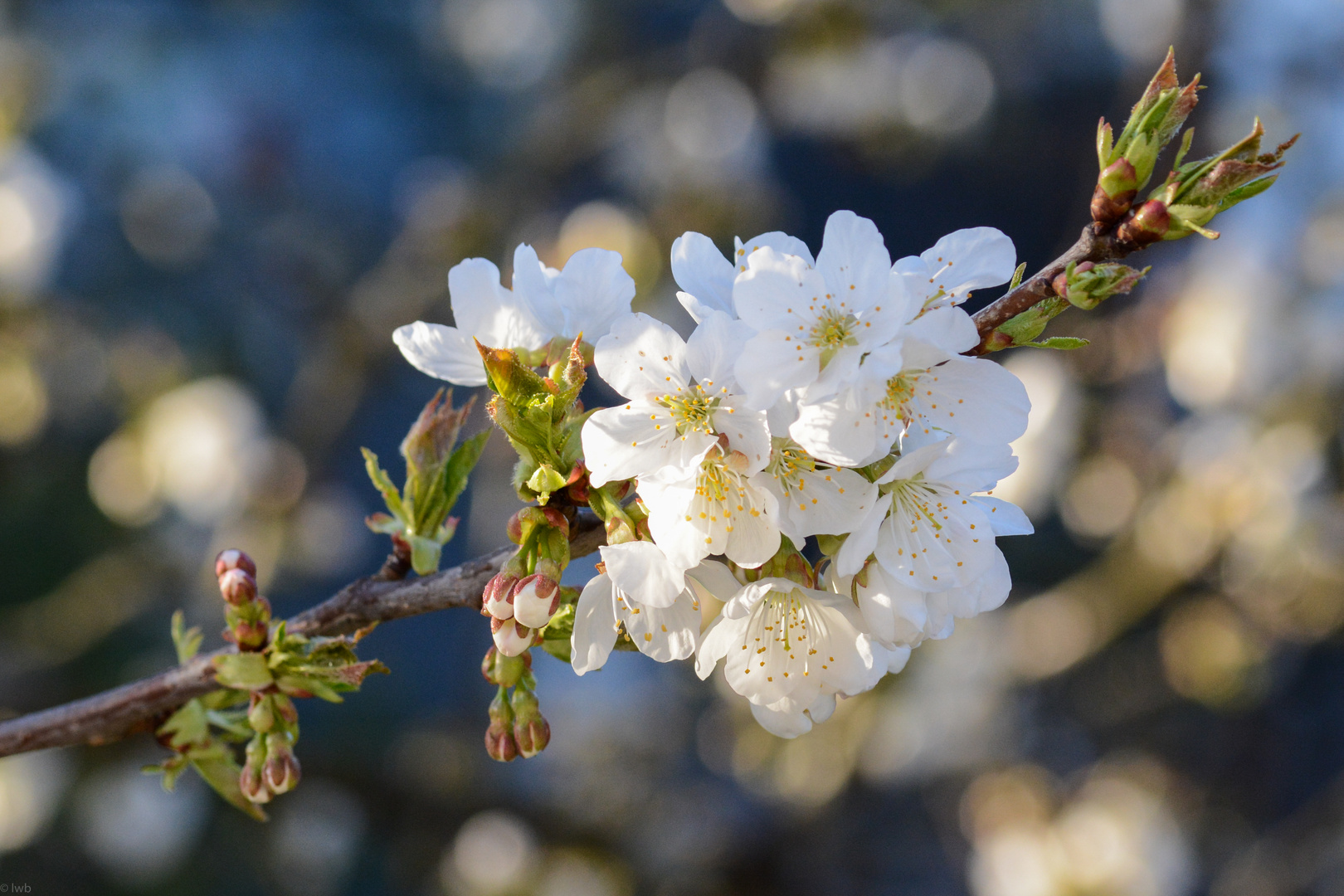 Kirschblüten