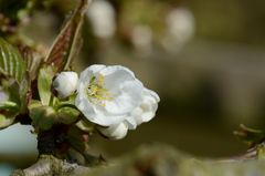 Kirschblüten 6