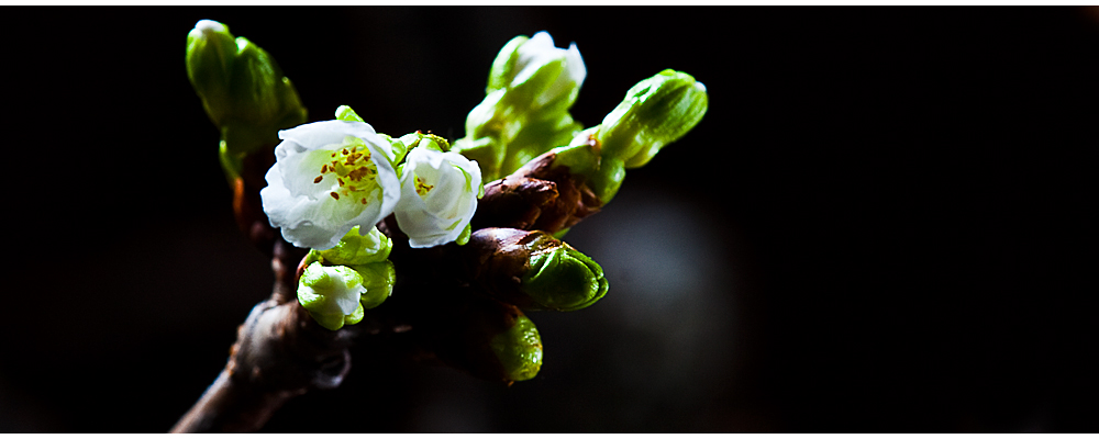 Kirschblüten