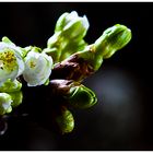 Kirschblüten