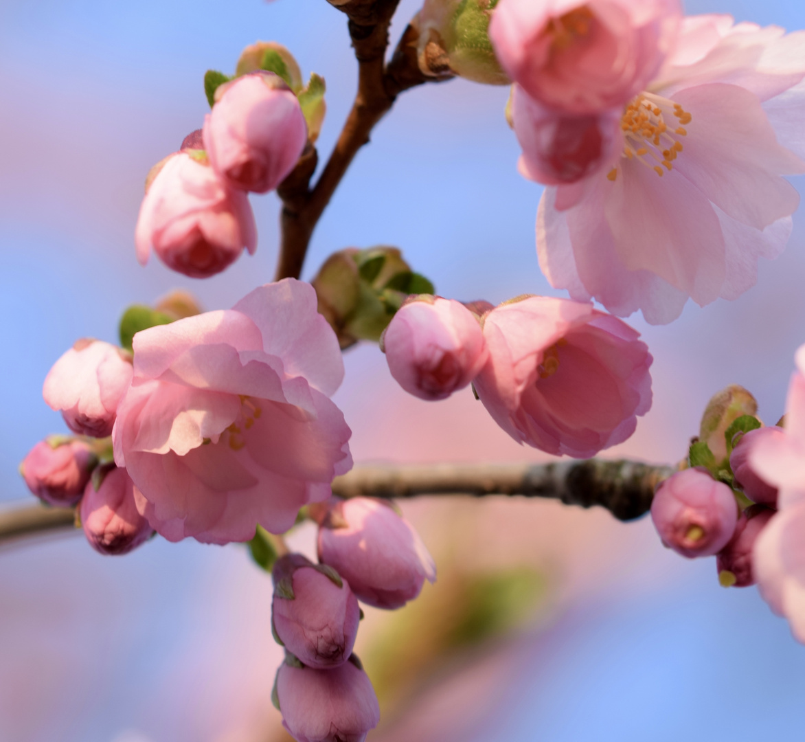 Kirschblüten