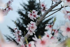 Kirschblüten