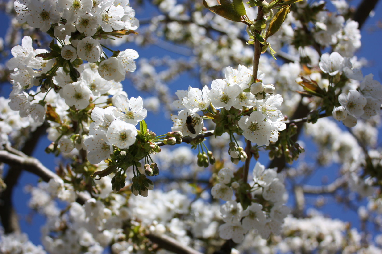 Kirschblüten