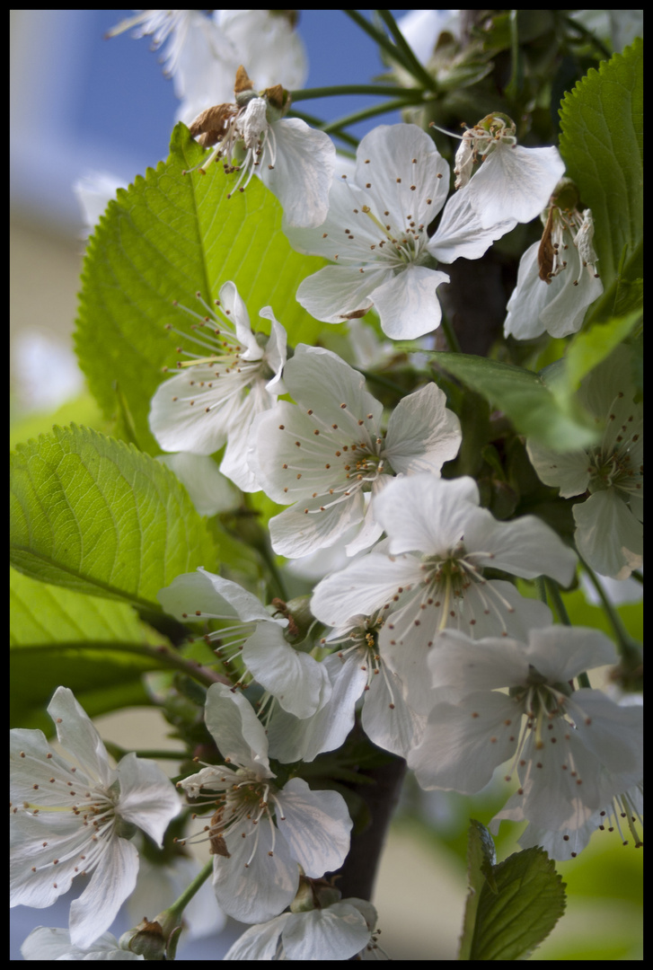 Kirschblüten