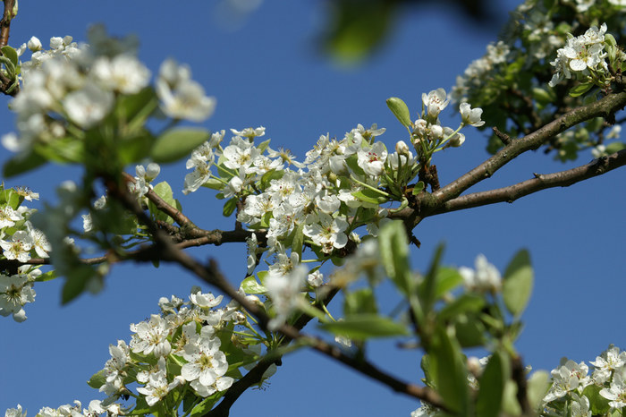 Kirschblüten