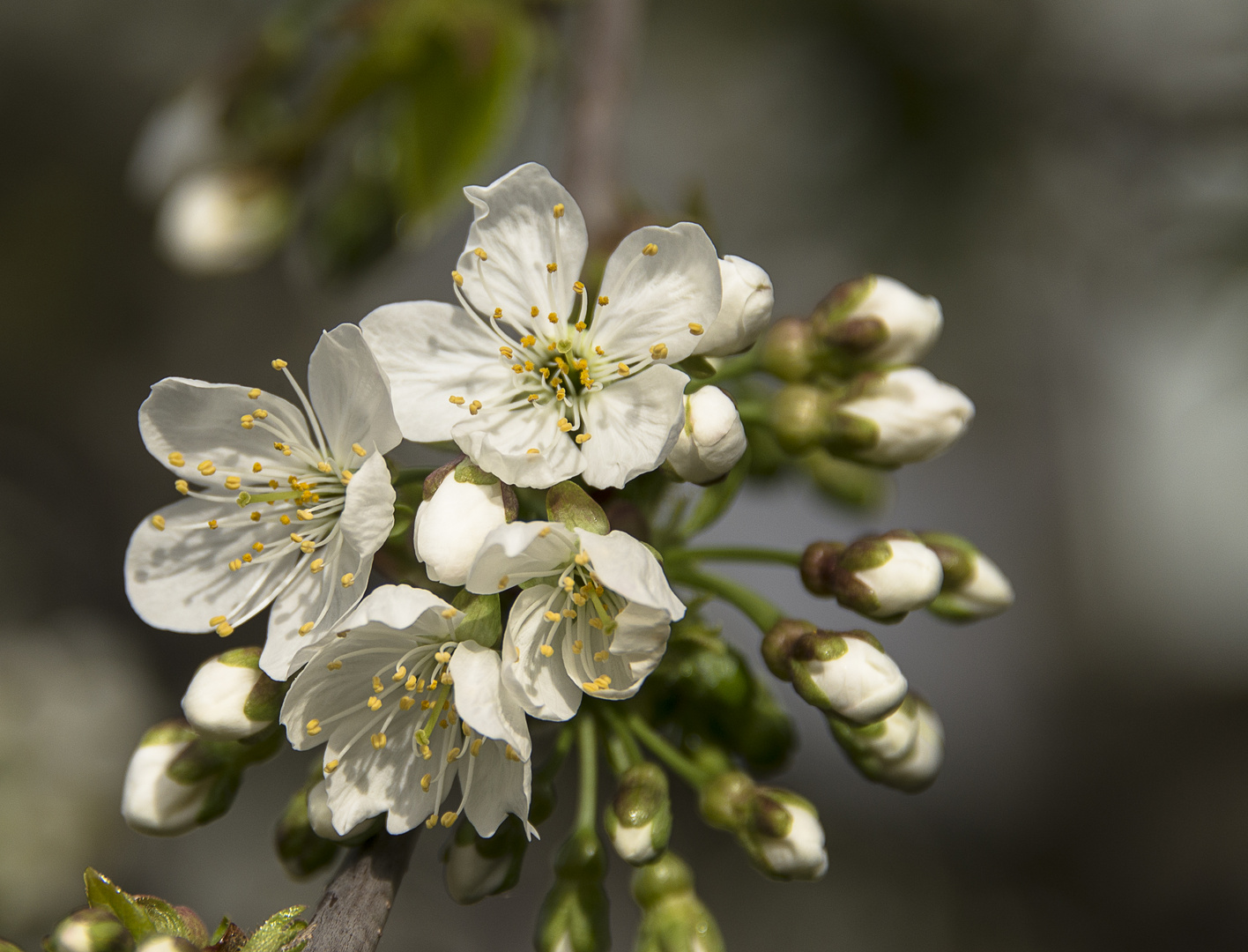 Kirschblüten