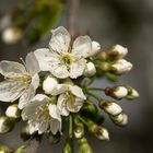 Kirschblüten