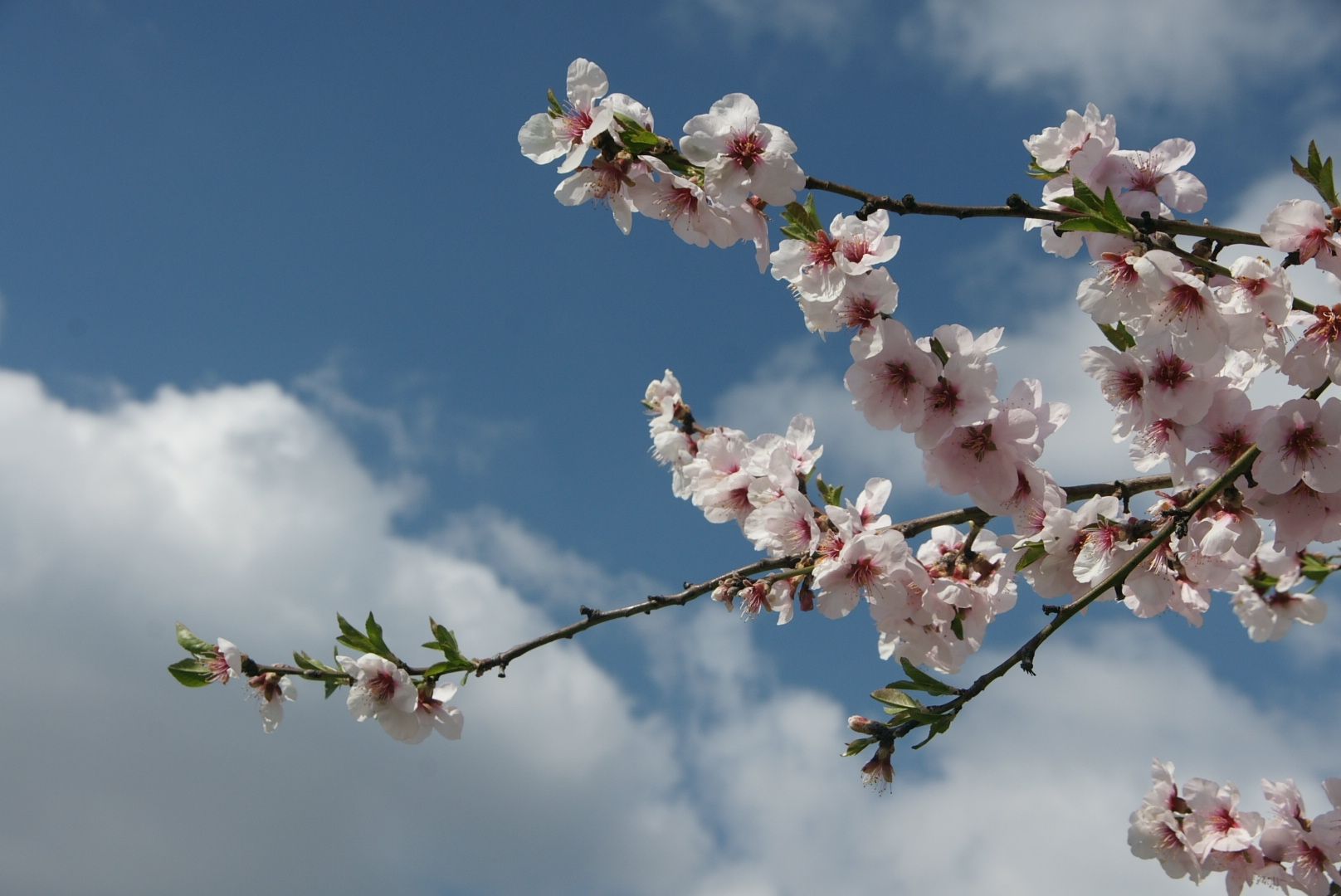 Kirschblüten