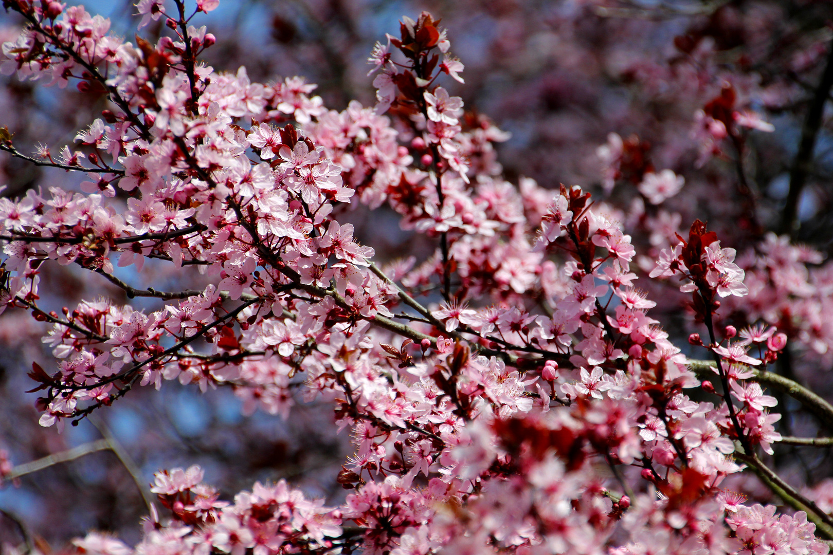 Kirschblüten