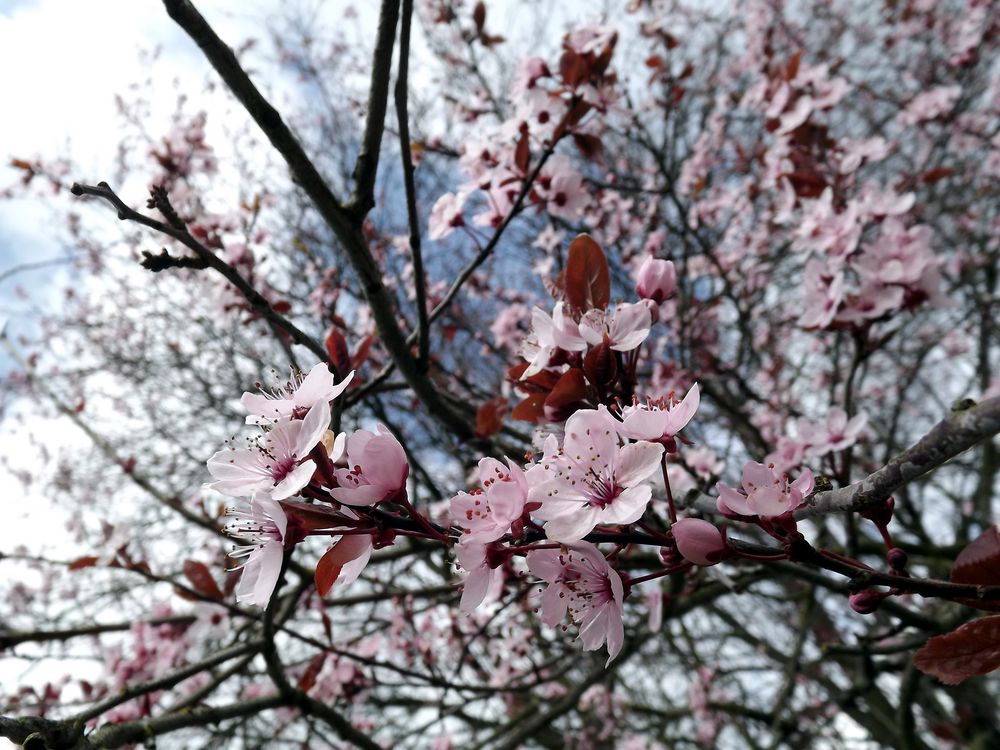 Kirschblüten