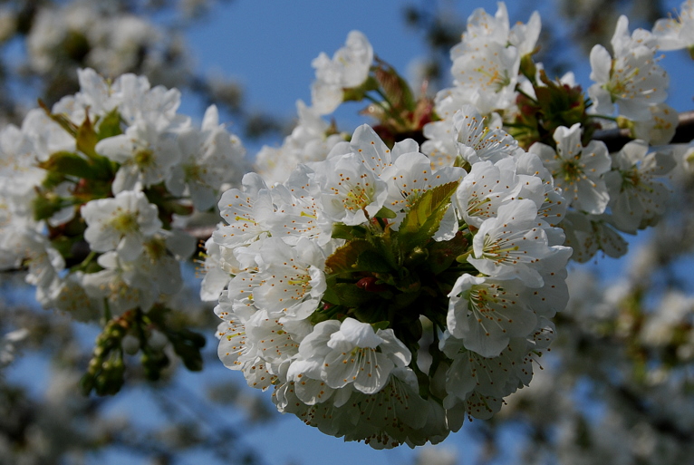 -Kirschblüten-